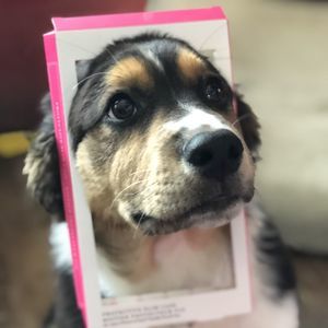 Meet your Posher, Sharon